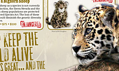 National wildlife federation adoption catalog